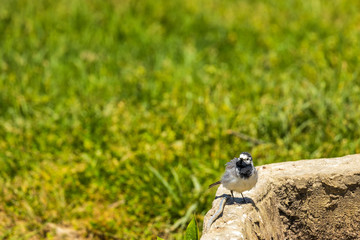 Beautiful black and white bird, Male of White Wagtail (Motacilla alba) standing on branch showing its side profile in nature