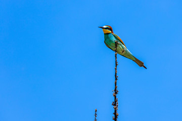 European Bee-eater bird (Merops apiaster) on a branch.