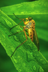 A huge yellow fly on a green leaf of grass, macro photo