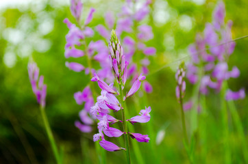 Pink peas in the Crimea field