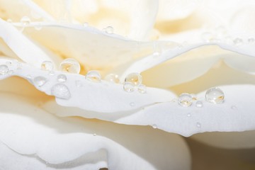 Abstract background of raindrops on cream rose petals