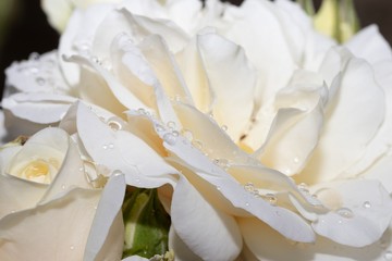 Abstract background of raindrops on cream rose petals