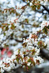 cherry blossom in spring