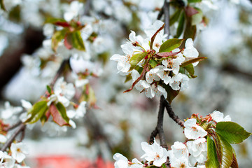 blooming cherry tree