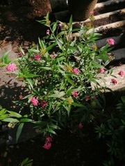 flowers in the garden