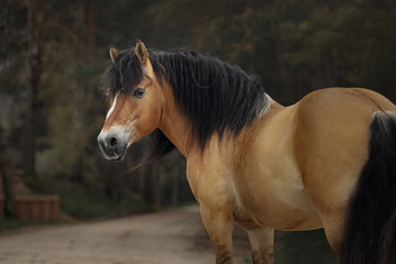 Portrait of a harness horse