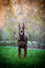 
Beautiful brown doberman 