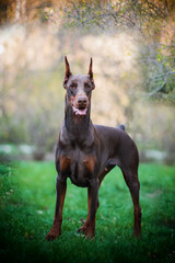 
Beautiful brown doberman 
