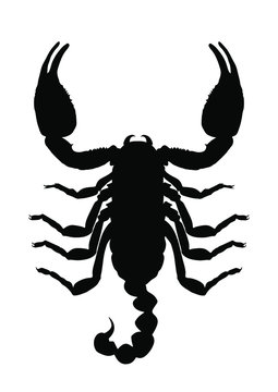 Scorpion vector silhouette illustration isolated on white background. Deadly venom animal symbol. Poison animal. 