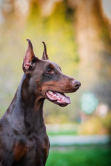 
Beautiful brown doberman 