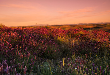 krajobraz kwiaty lavenda niebo czrwone