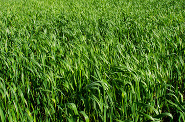 Green wheat field. Green grass background