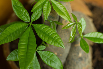 Money tree Pachira aquatica with leaves in a strong green shade symbol of luck wealth money tree...