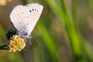motyl makro kwiat zieleń natura © Piotr