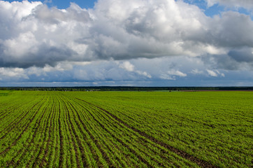 Field of green wheat under blue sky. Green field and blue sky