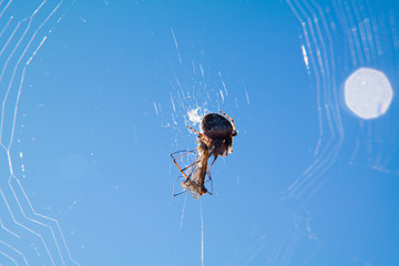 Fototapeta pająk pajęczyna niebo insekt natura obraz