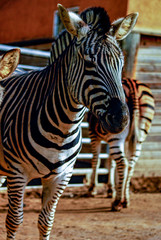 Cebra, zoo de Barcelona