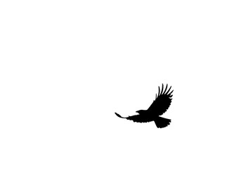 crow in flight silhouette