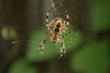 Orb-weaver lying in wait for its prey.