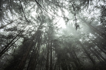 Fototapeta premium A foggy day inside an Italian mountain coniferous forest