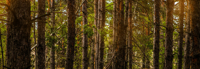 pine forest and glare of sunlight. banner