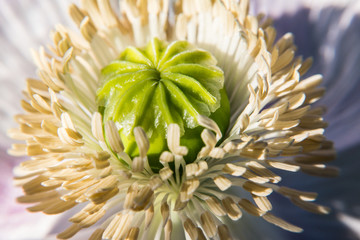 kwiat mak płatki makro biały © Piotr