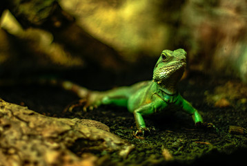 Lagartija, zoo de Barcelona