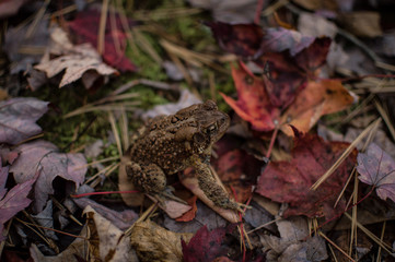 Eastern American Toad sits still on the forest floor