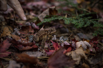 Touching the Eastern American Toad.
