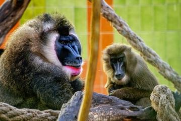 Dril, zoo de Barcelona