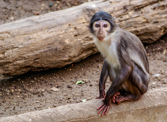 Mangabey de corona blanca