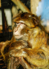 Macaco de berber&iacute;a