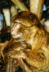 Macaco de berber&iacute;a