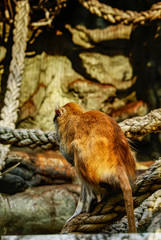 Cria de macaco de berbería