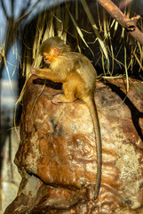 Cria de macaco de berber&iacute;a