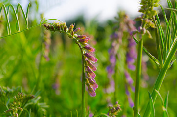 pink polka dots crimea