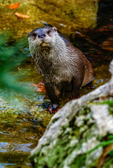 Nutria, zoo de Barcelona