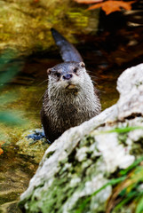Nutria, zoo de Barcelona