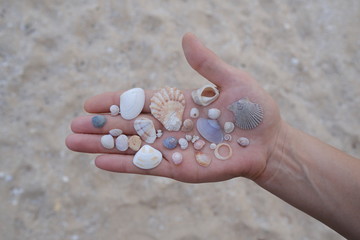 Female hand holds many different seashells on the palm, found on the sandy beach. 