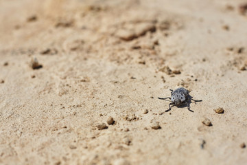 insect on dry soil.