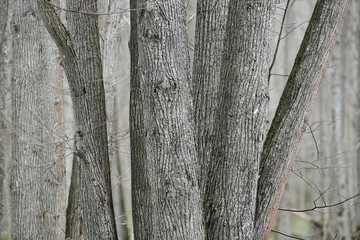 Tree trunks in early spring. Silver color textured trees.