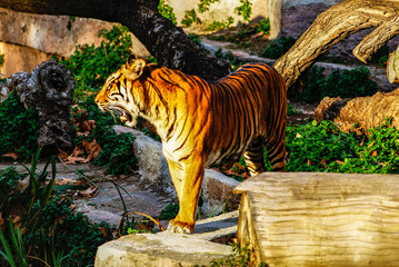 Tigre, zoo de Barcelona