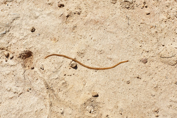 millepede insect on dry soil.