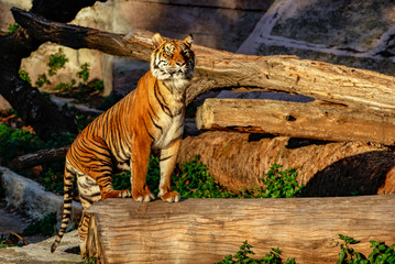Tigre, zoo de Barcelona