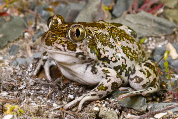 Western spadefoot / Messerfuß (Pelobates cultripes) - Portugal