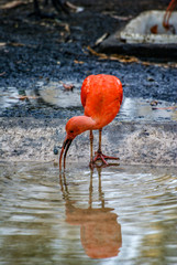 Ibis escarlata, zoo de Barcelona