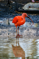 Ibis escarlata, zoo de Barcelon