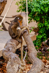Mandril, zoo de Barcelona