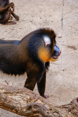 Mandrile, zoo de Barcelona