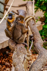 Mandriles, zoo de Barcelona